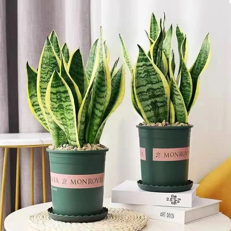 金边虎皮兰新房除甲醛防辐射室内花卉卧室绿植净化空气盆栽虎尾兰