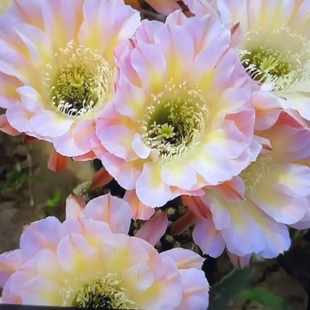 爱德华夫人侧牙20包邮仙人球4