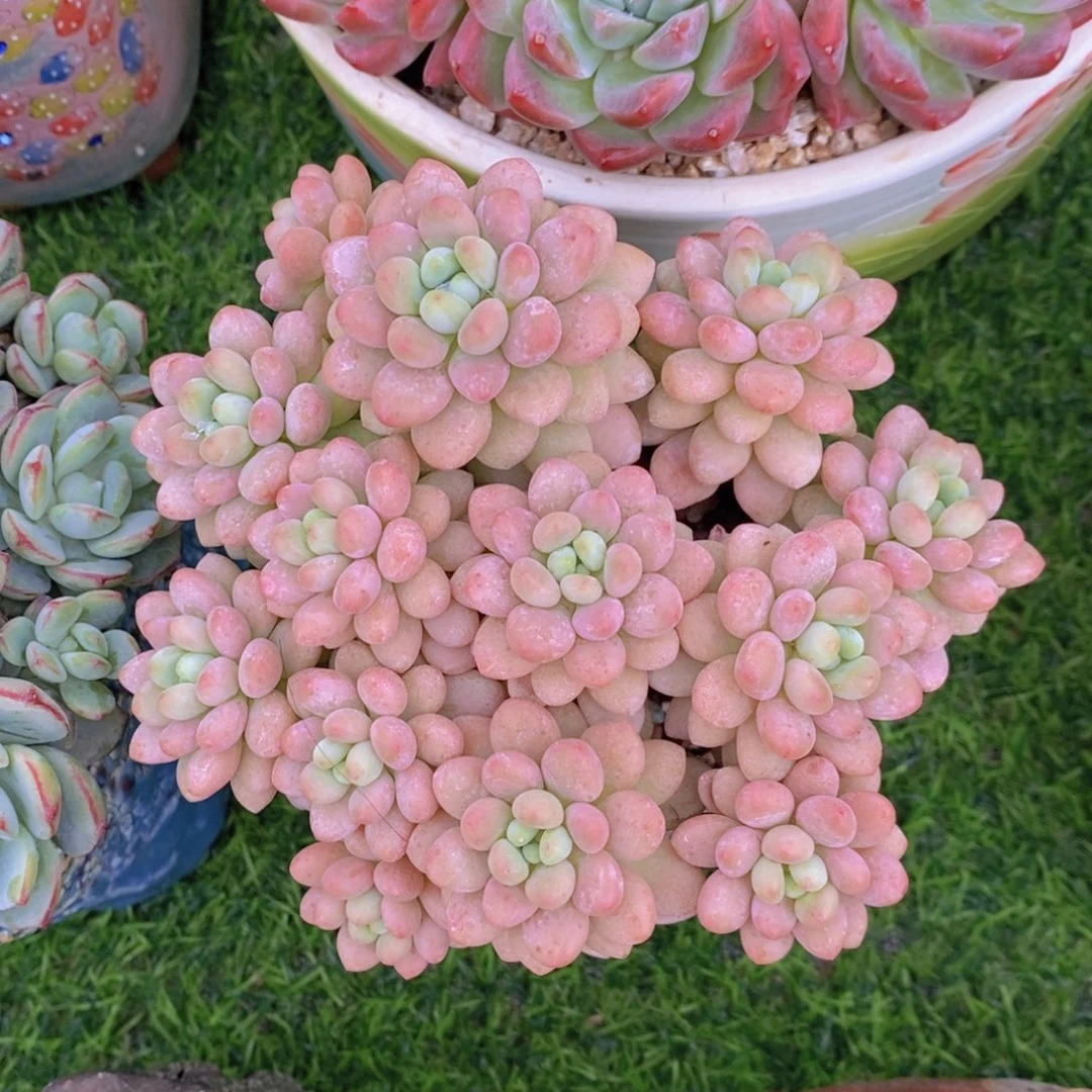洛可可 一物一拍