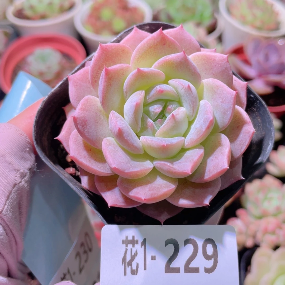 花利美1-229新品单头