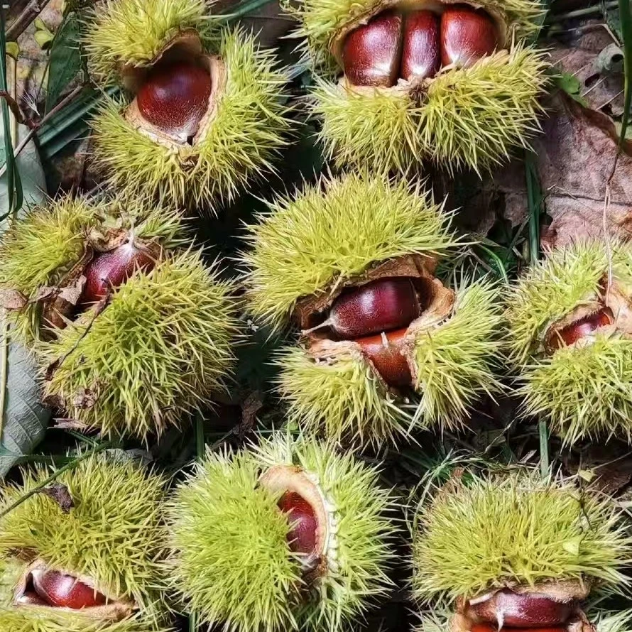 贵州老树新鲜生板栗