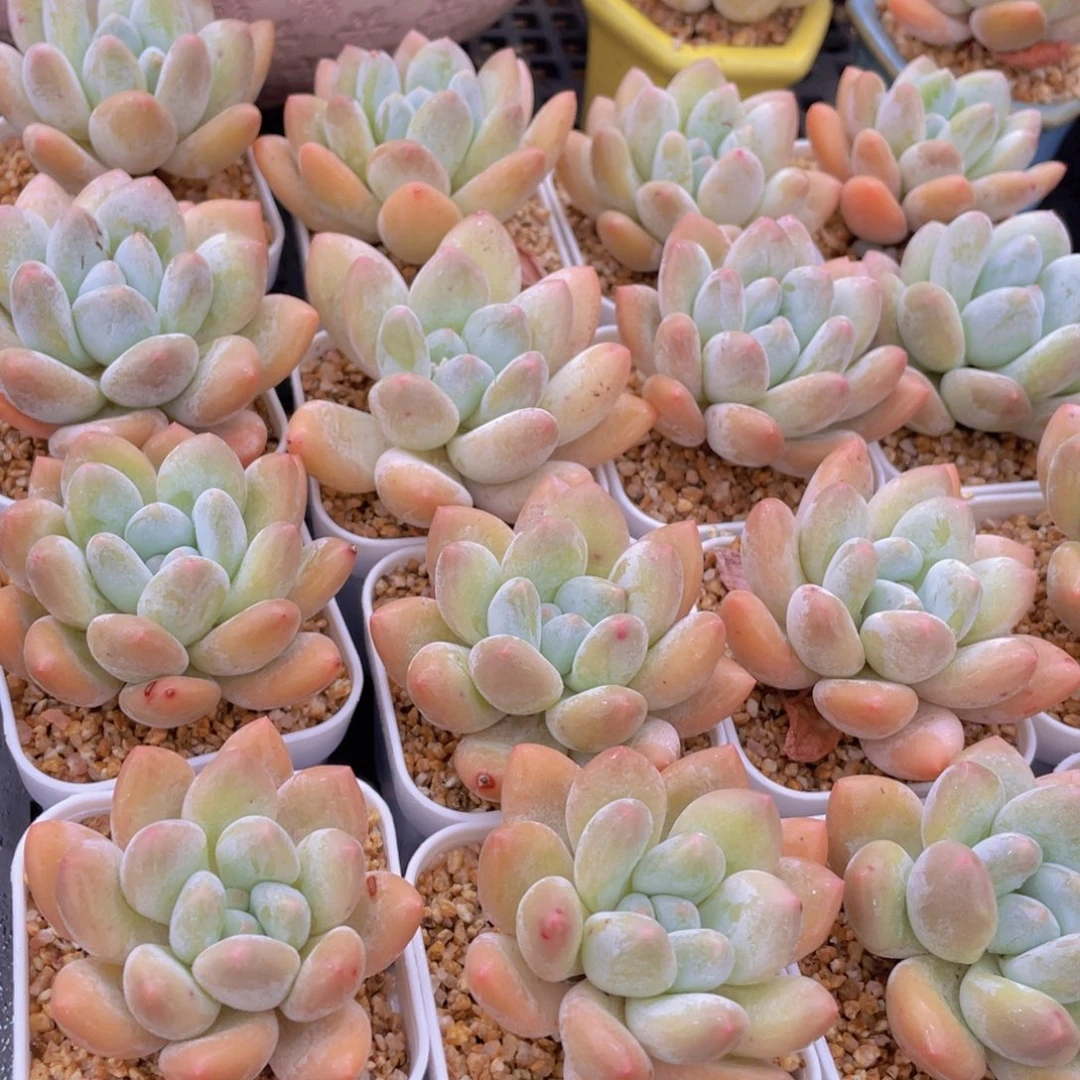 量拍54号 奶油粉香水单头5个