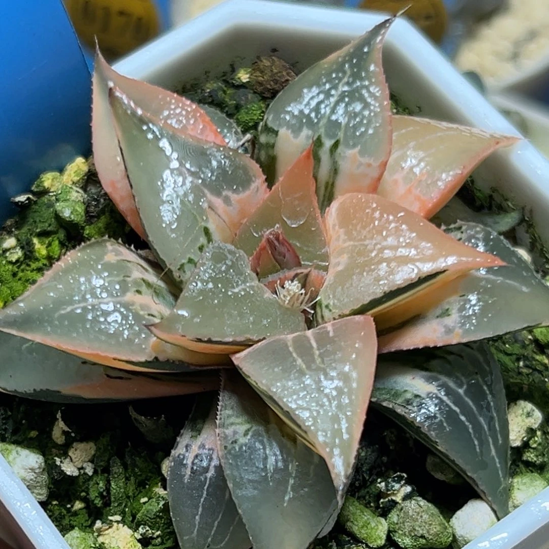 半**殇恭喜发财大吉大利909