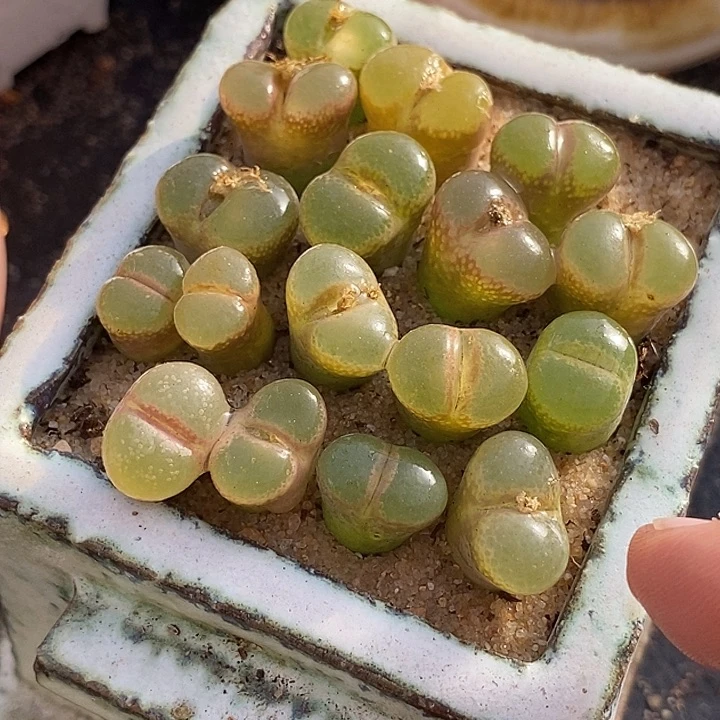 28534粉红女郎风铃样本一颗