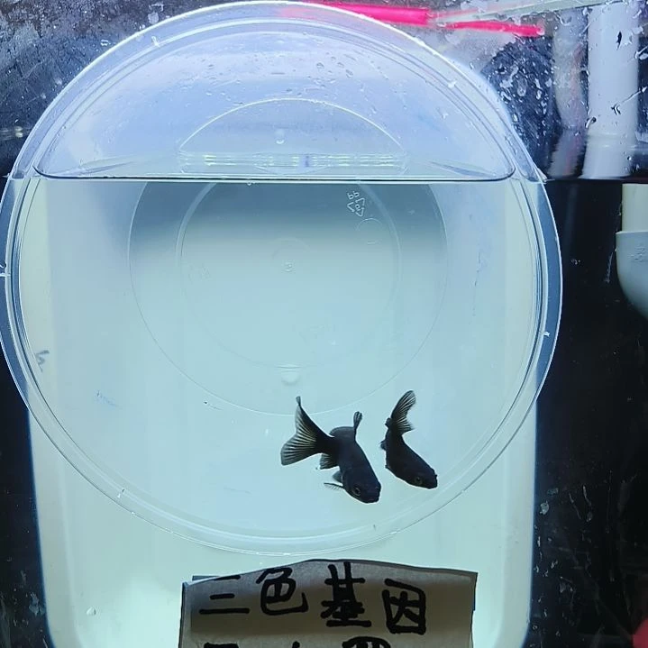 蝴蝶鲤鱼墨蝶大鳍大尾有张力