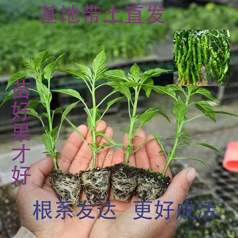 优质线椒苗基穴盘育苗地带土直发薄皮椒螺丝椒线椒朝天椒阳台庭院