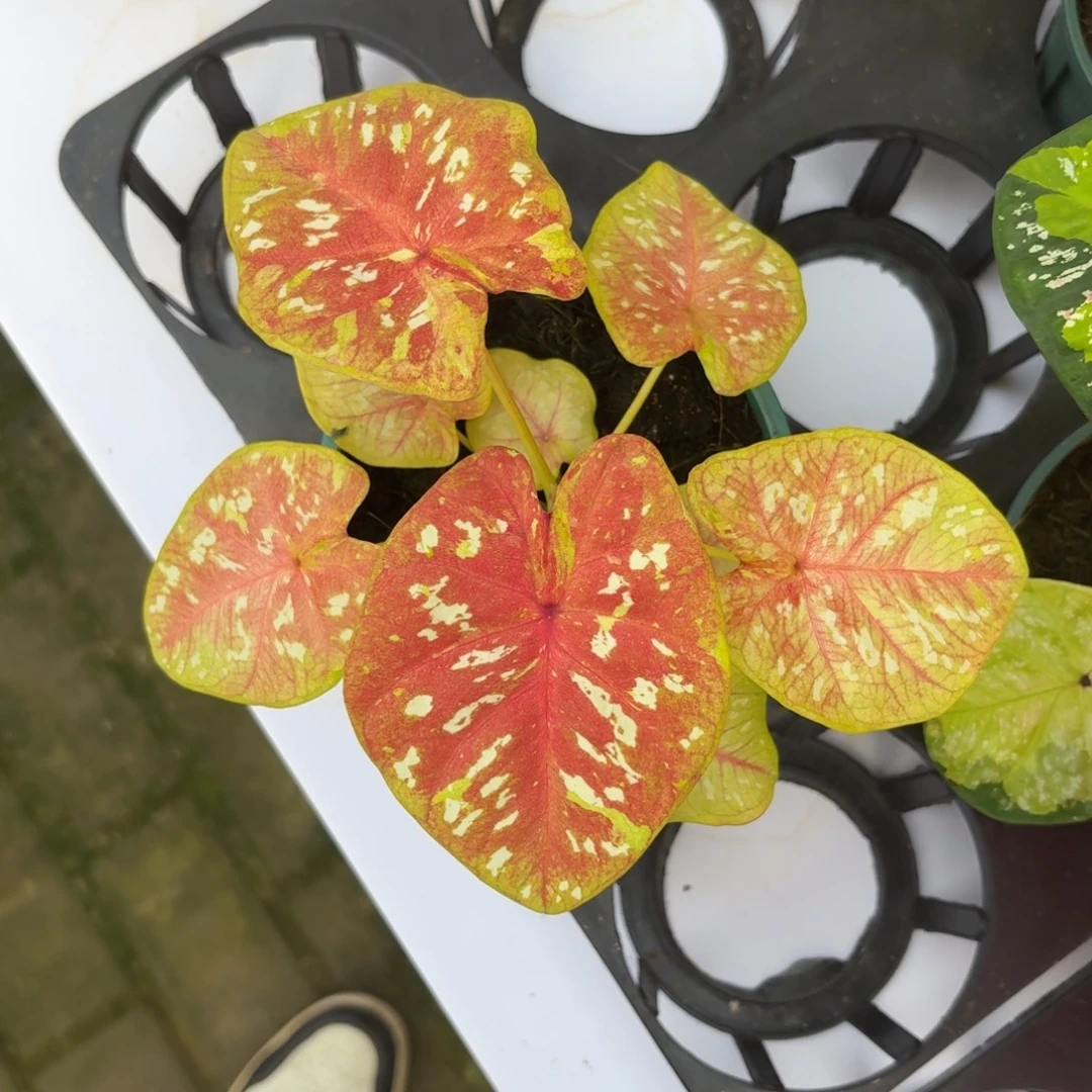 彩虹糖泰国67-1111