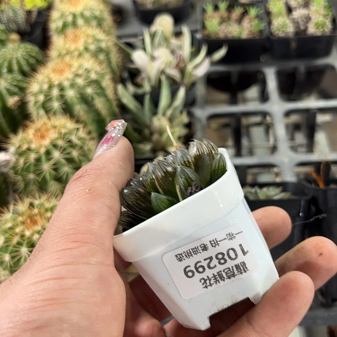 H****r108299一物一拍单头发货