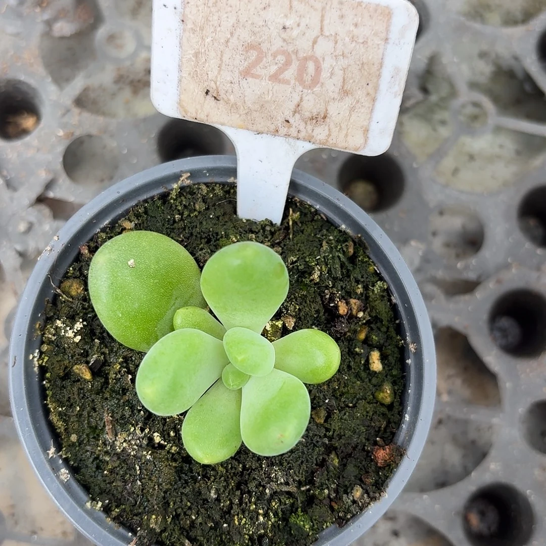 法力达1234567891011