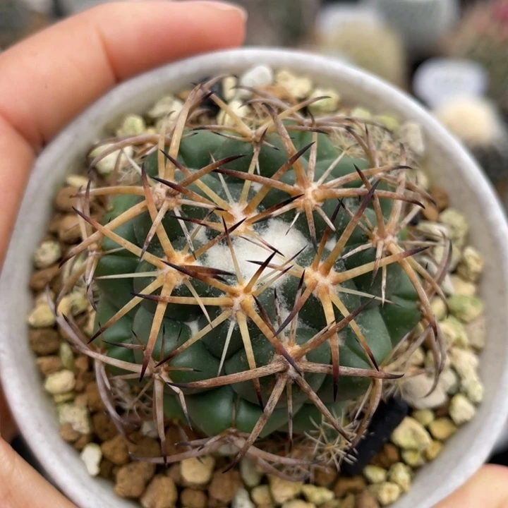 雪顶天司       实生根