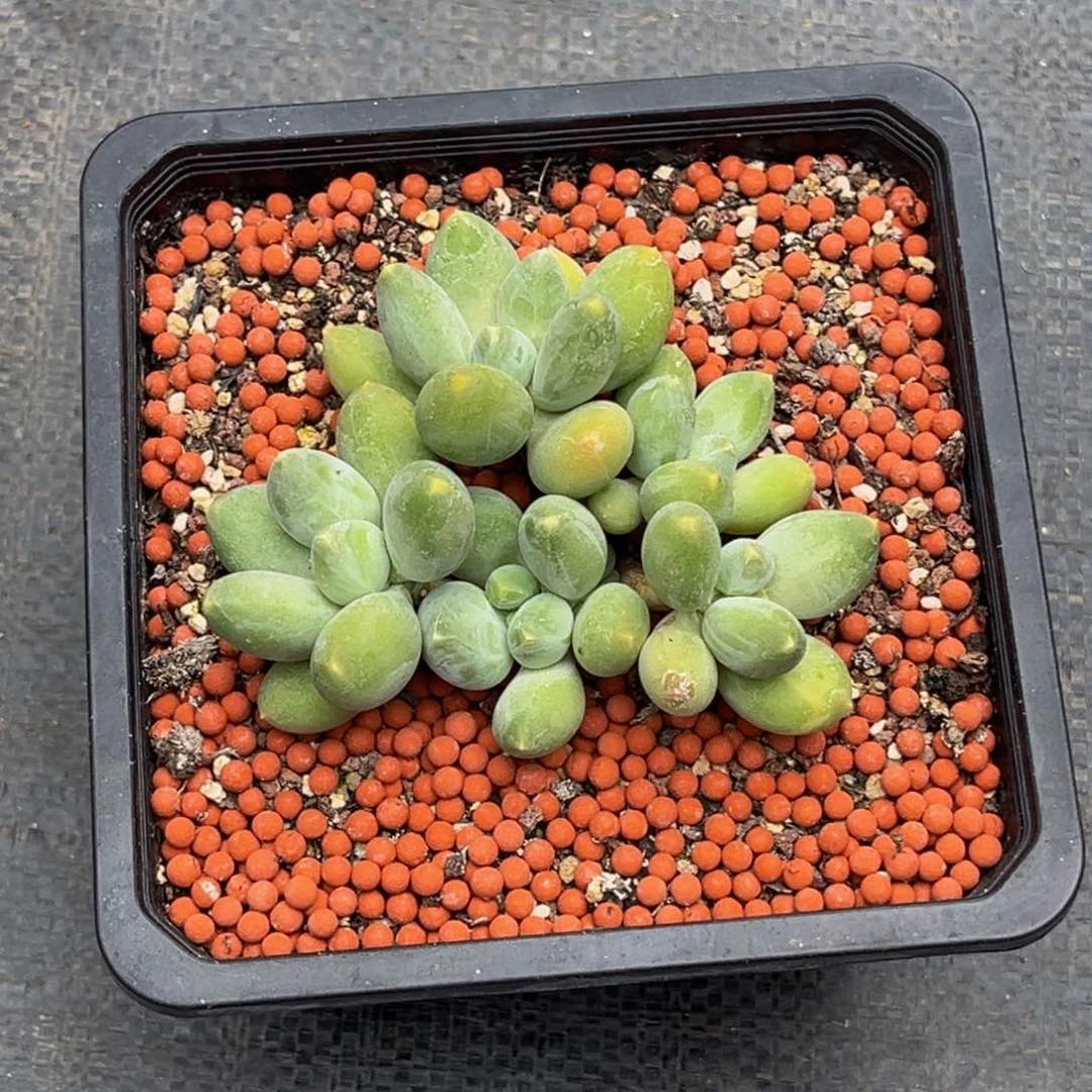 一***水52514号下午美人杂交系列群生