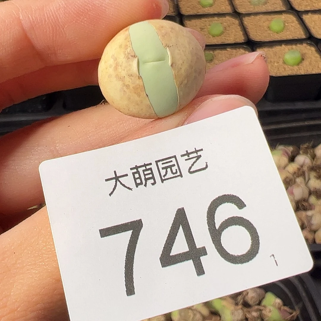 一物一拍               746