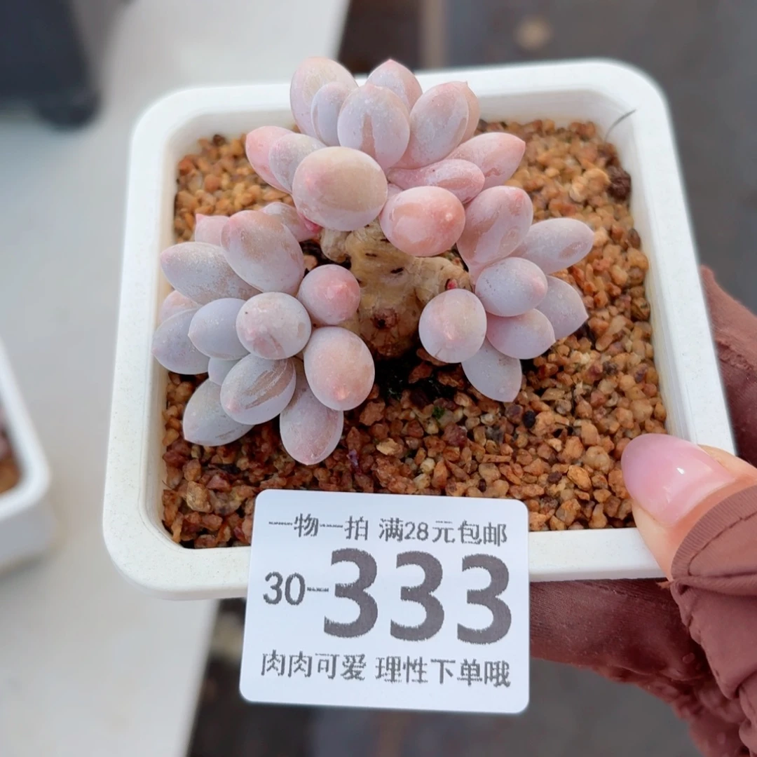 汤圆多肉无盆土发货无盆土发货无