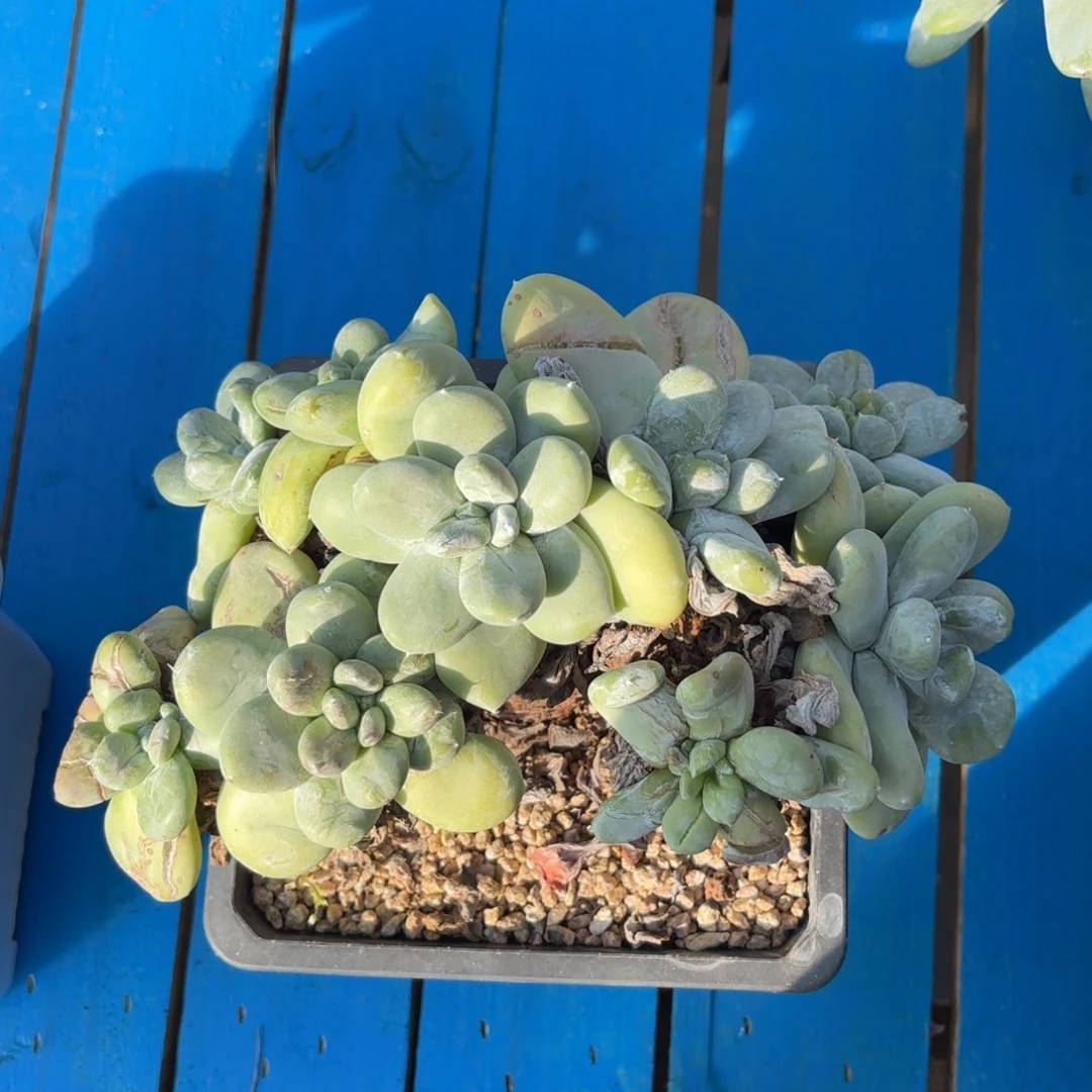 用***1拇指，仙女杯多肉。