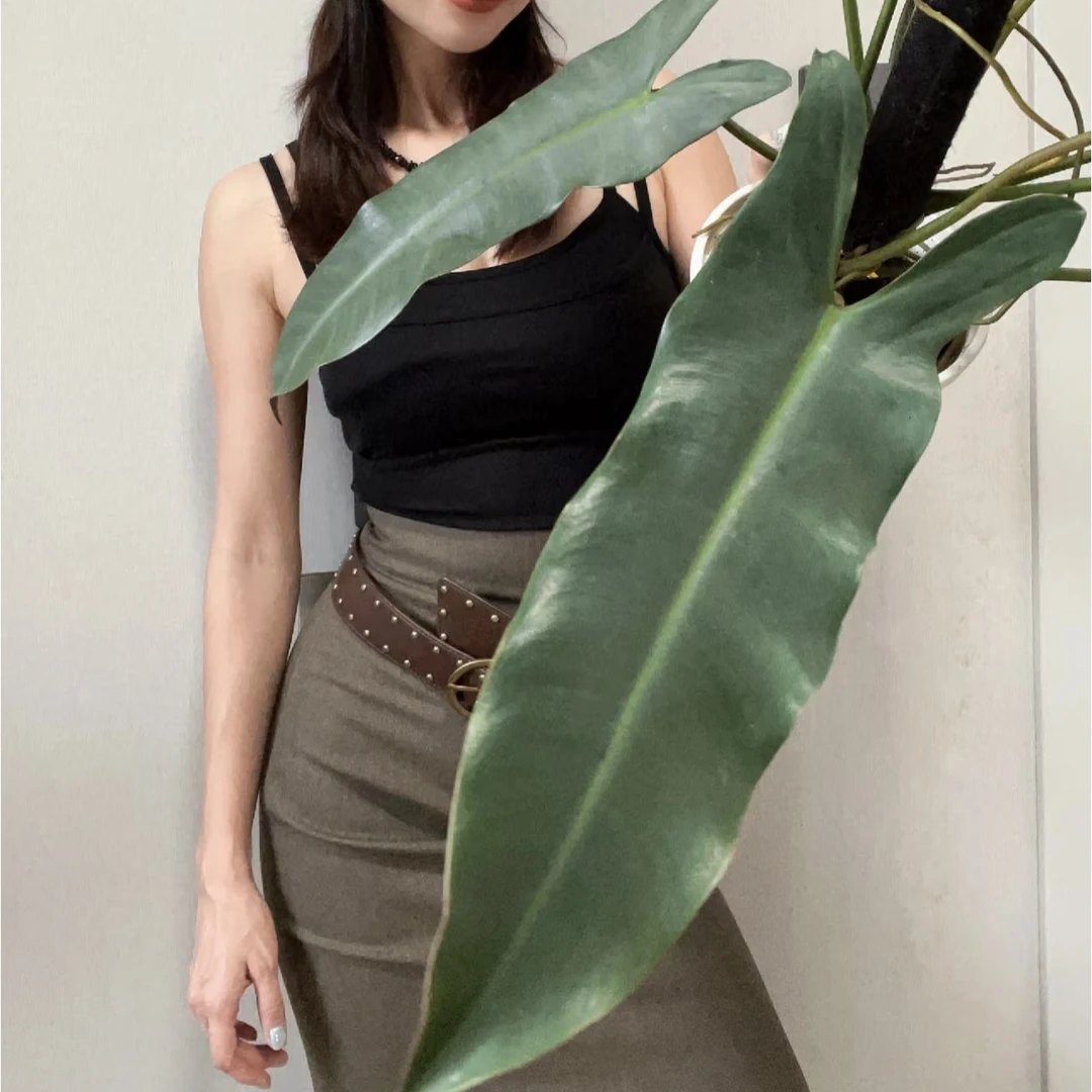 【小圣灵蔓绿绒】神秘古堡风情！可以长得超大的绿植盆栽