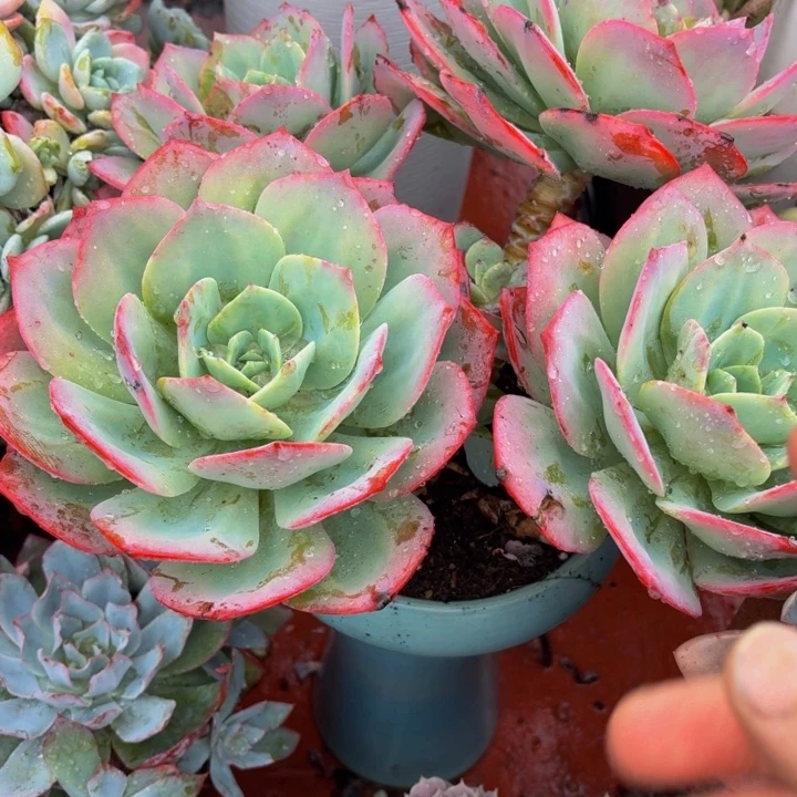 军***亮老桩精品肉肉雪凤