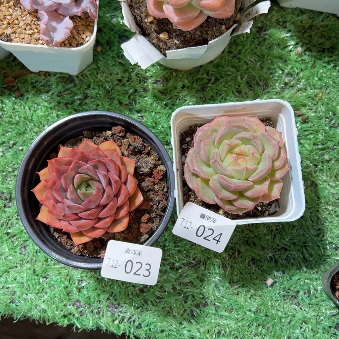 f****r定向7.12-023+24 两颗