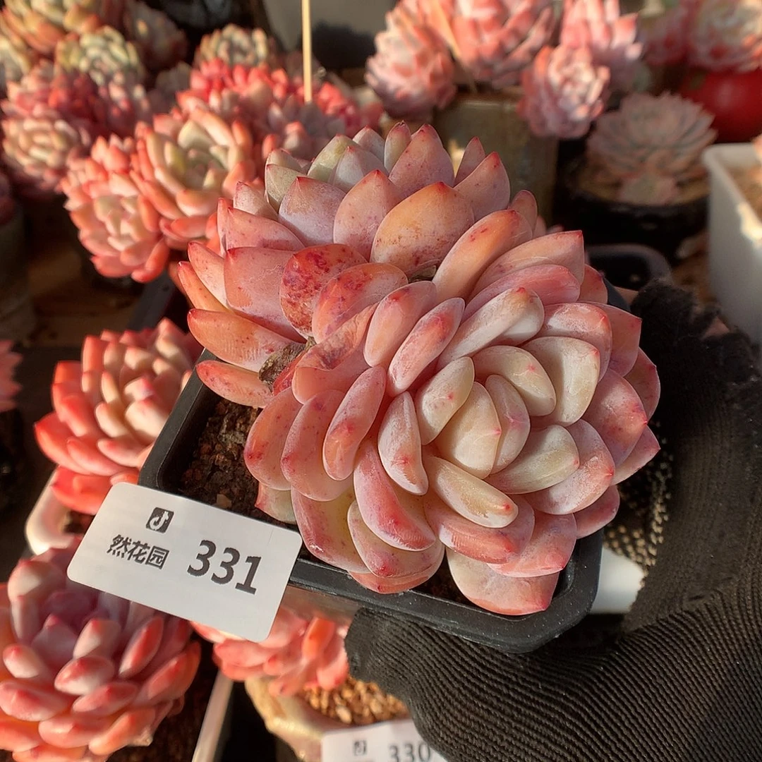 331梦露多肉植物6666