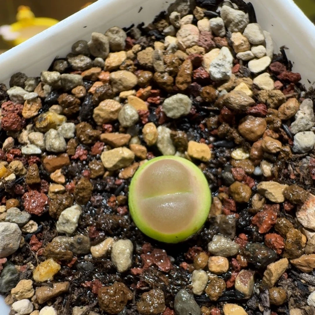 蘑菇1109拉登多肉植物
