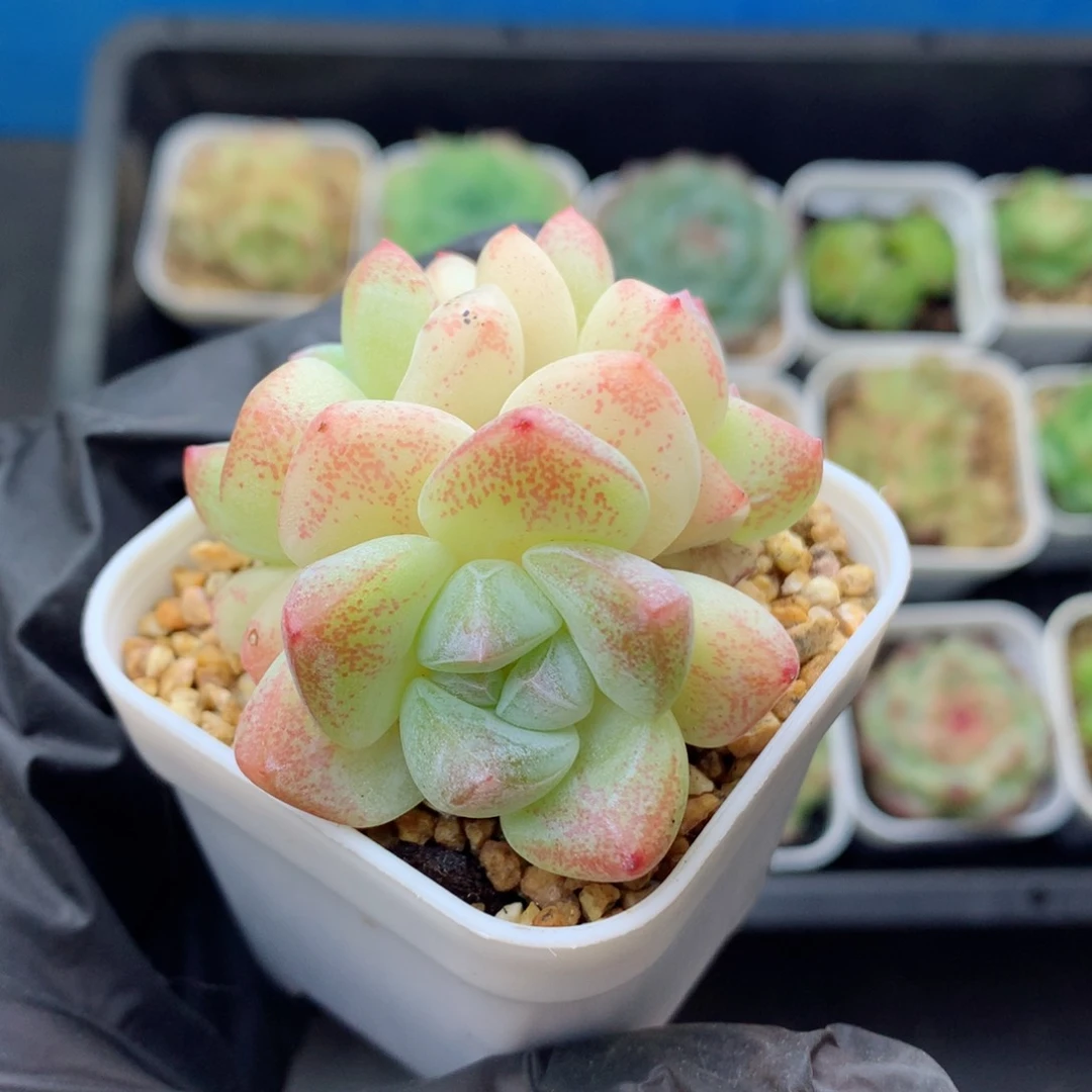 58包邮  群生不包整冰玉3