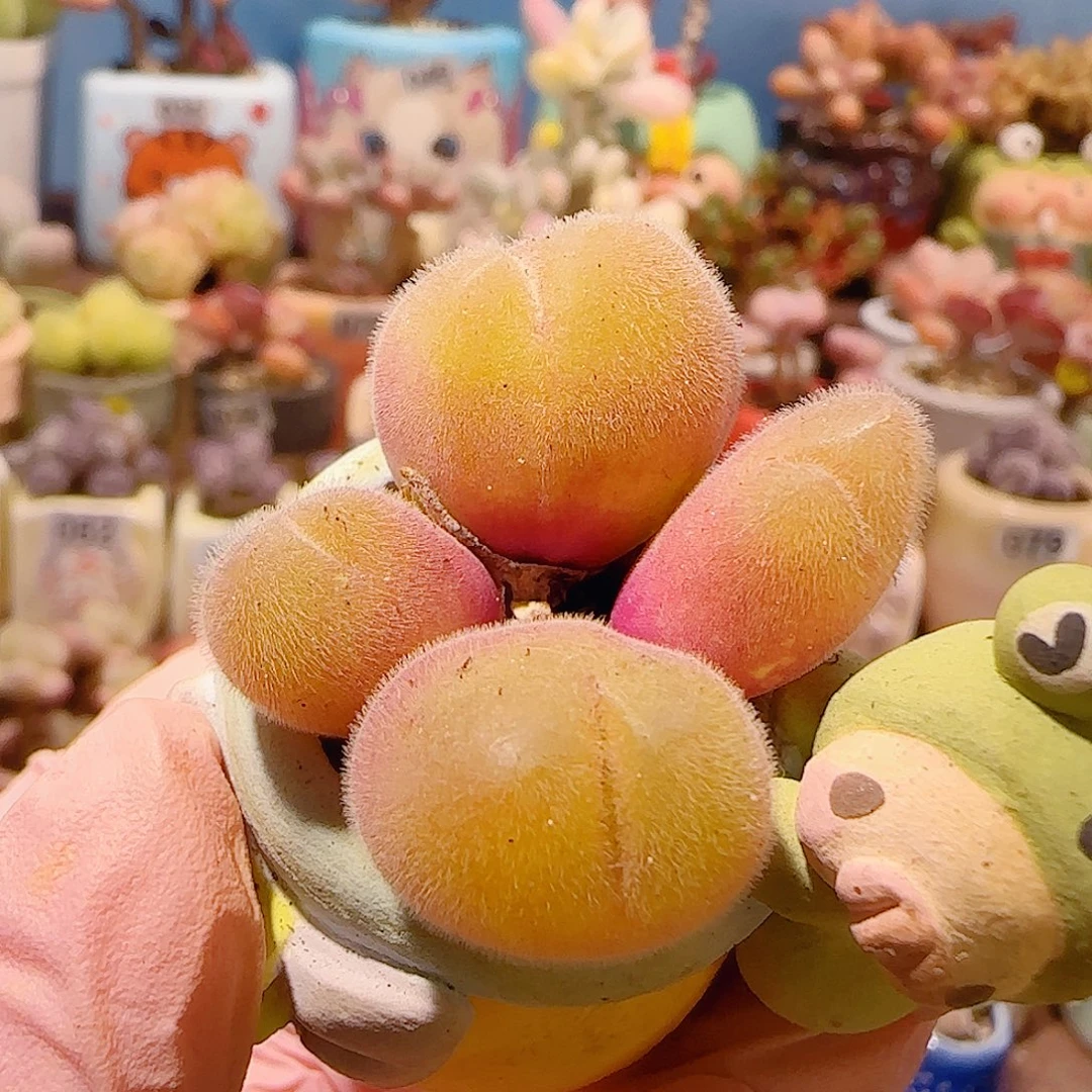 T可爱毛翠盆口2.5cm