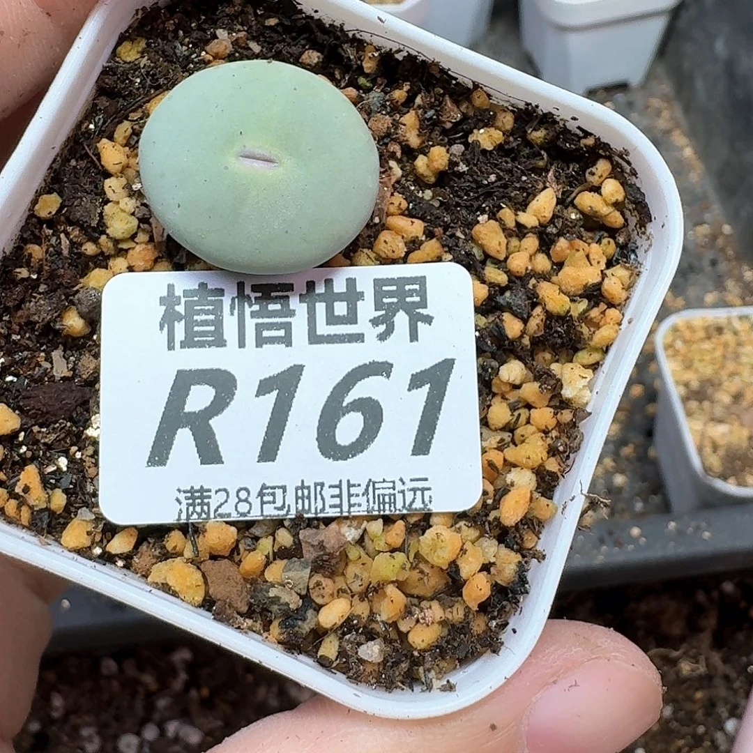 多肉植物的日子去df