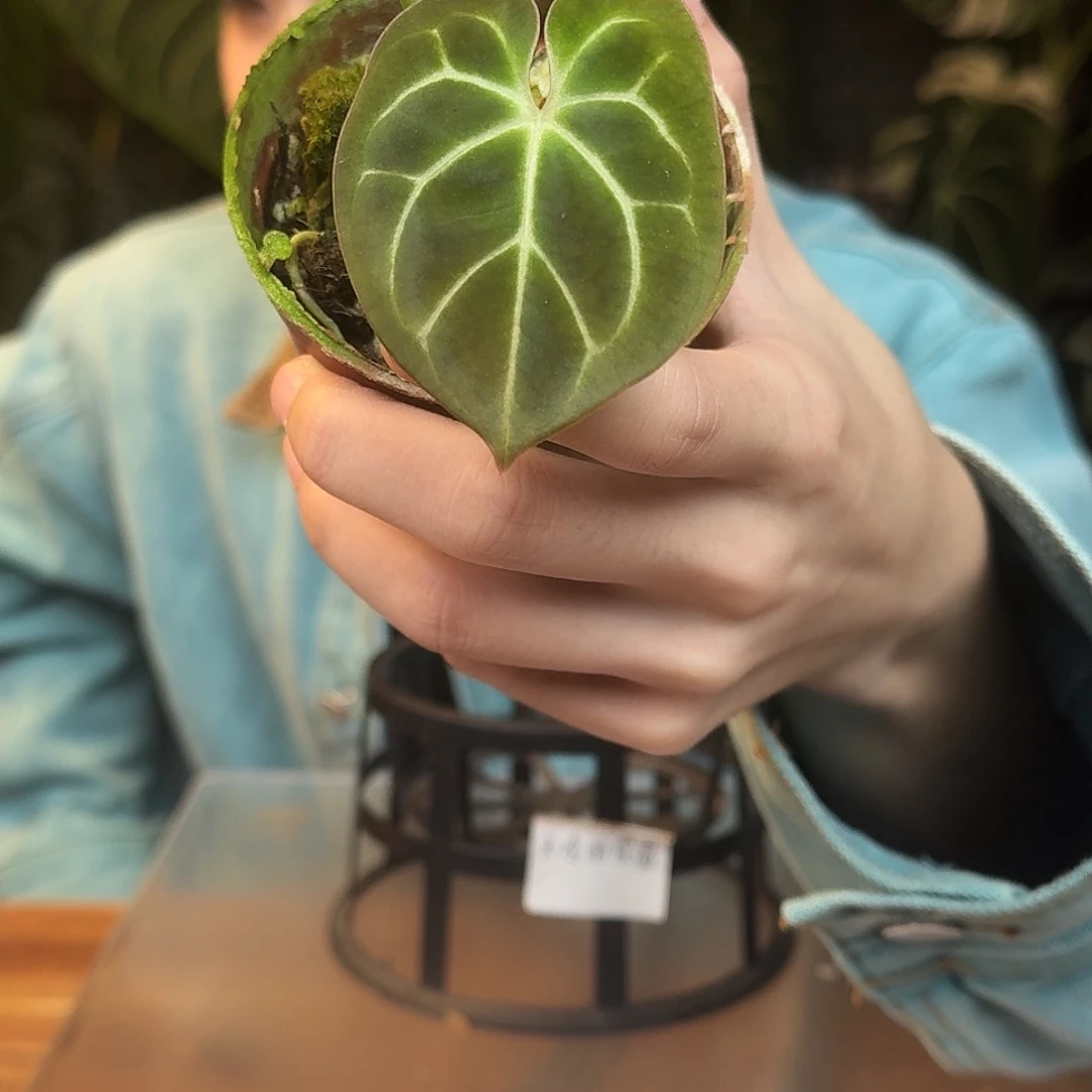 完全开放Q100贝斯杂泡泡