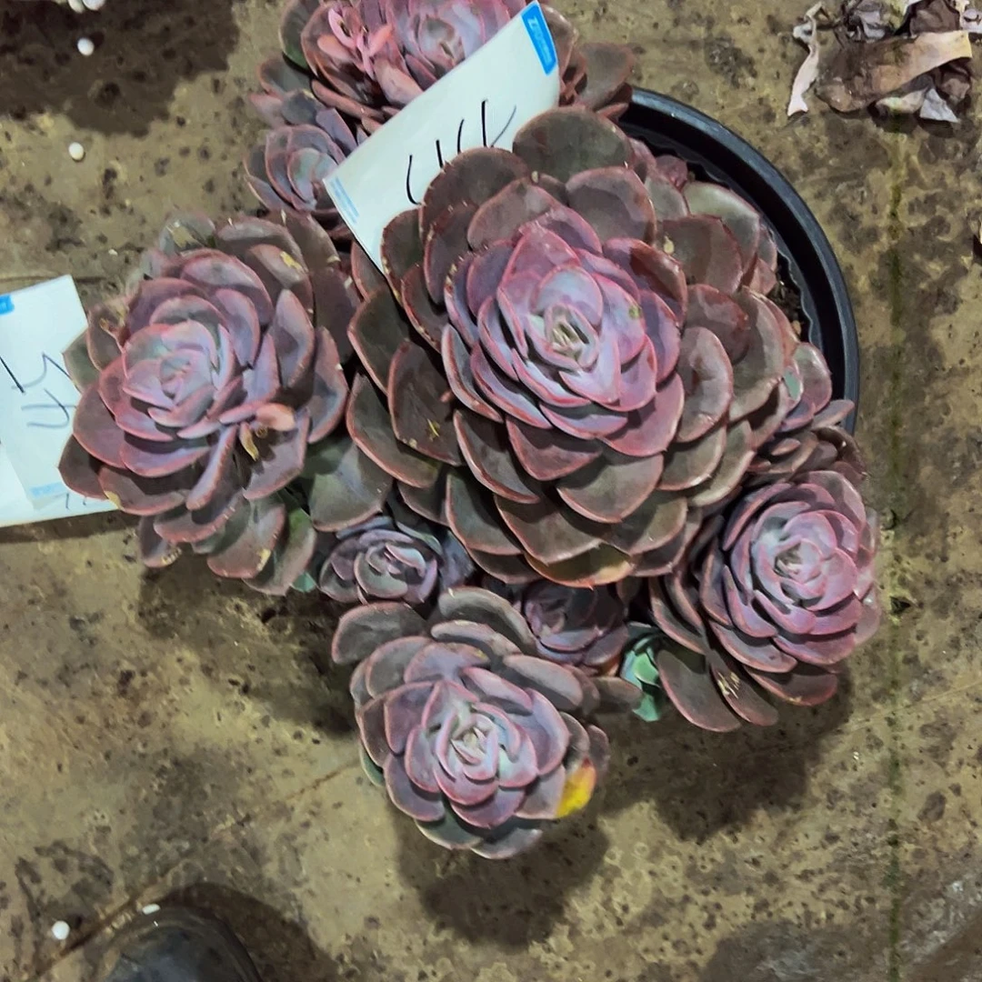 ****o44号一物一拍脱土包邮