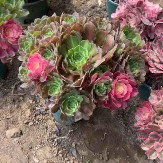 女巫阴阳一颗包邮3