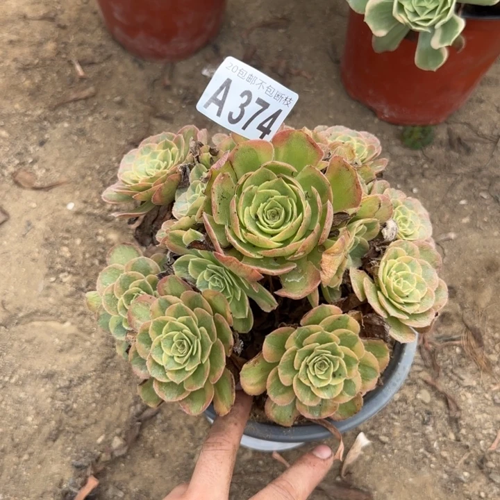 火狐……多肉植物……