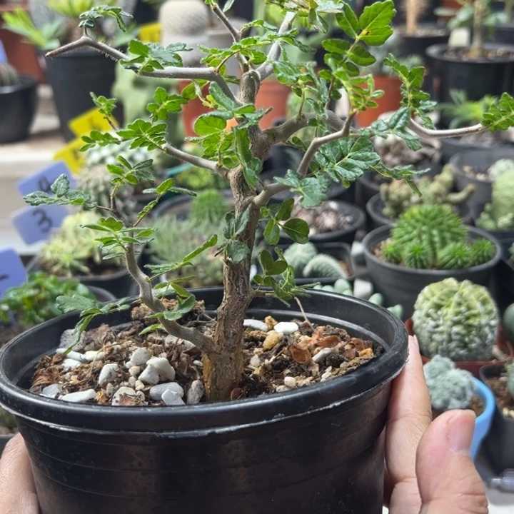 滔天橄榄带盆1111111