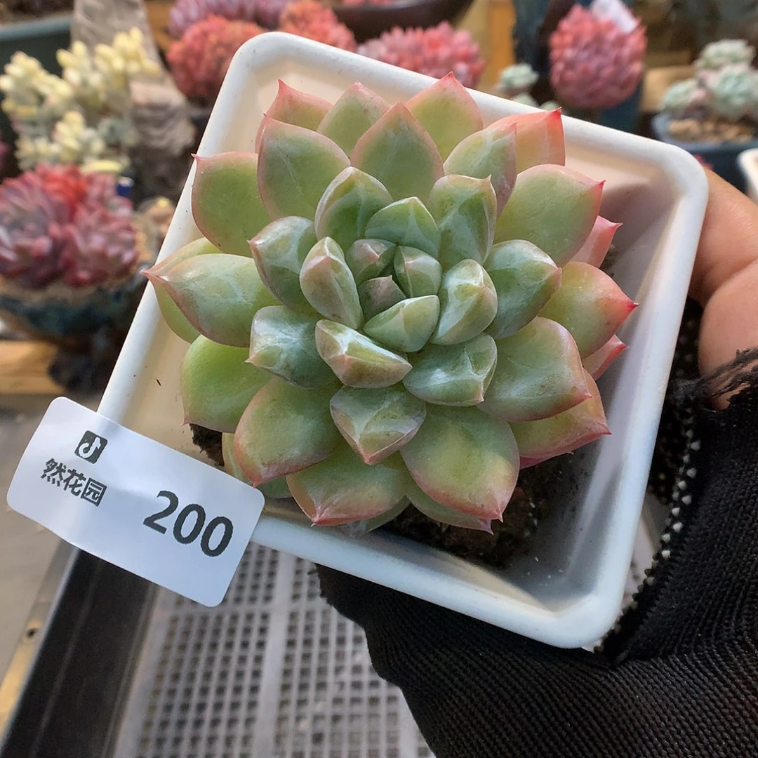 200月橙多肉植物66666