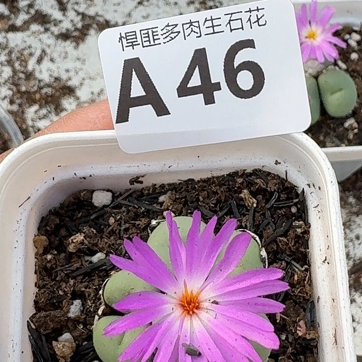 46多肉植物多肉植物