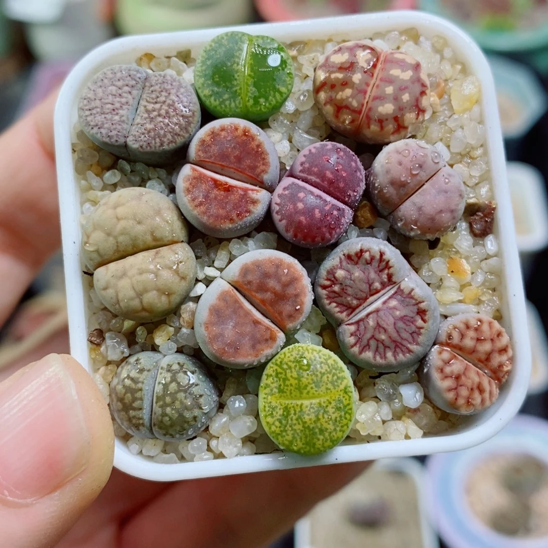 生石花花花花花花花153