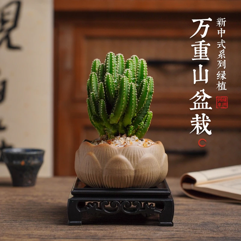 万重山仙人掌室内盆栽净化空气耐旱好养绿植花卉客厅种好发货植物
