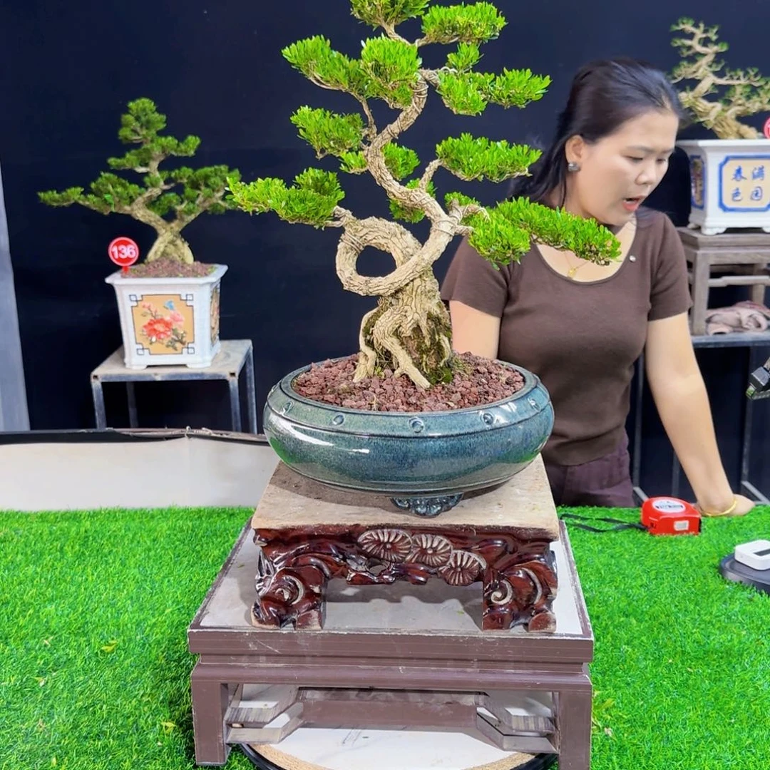 当前无花朵，栽培后可花朵