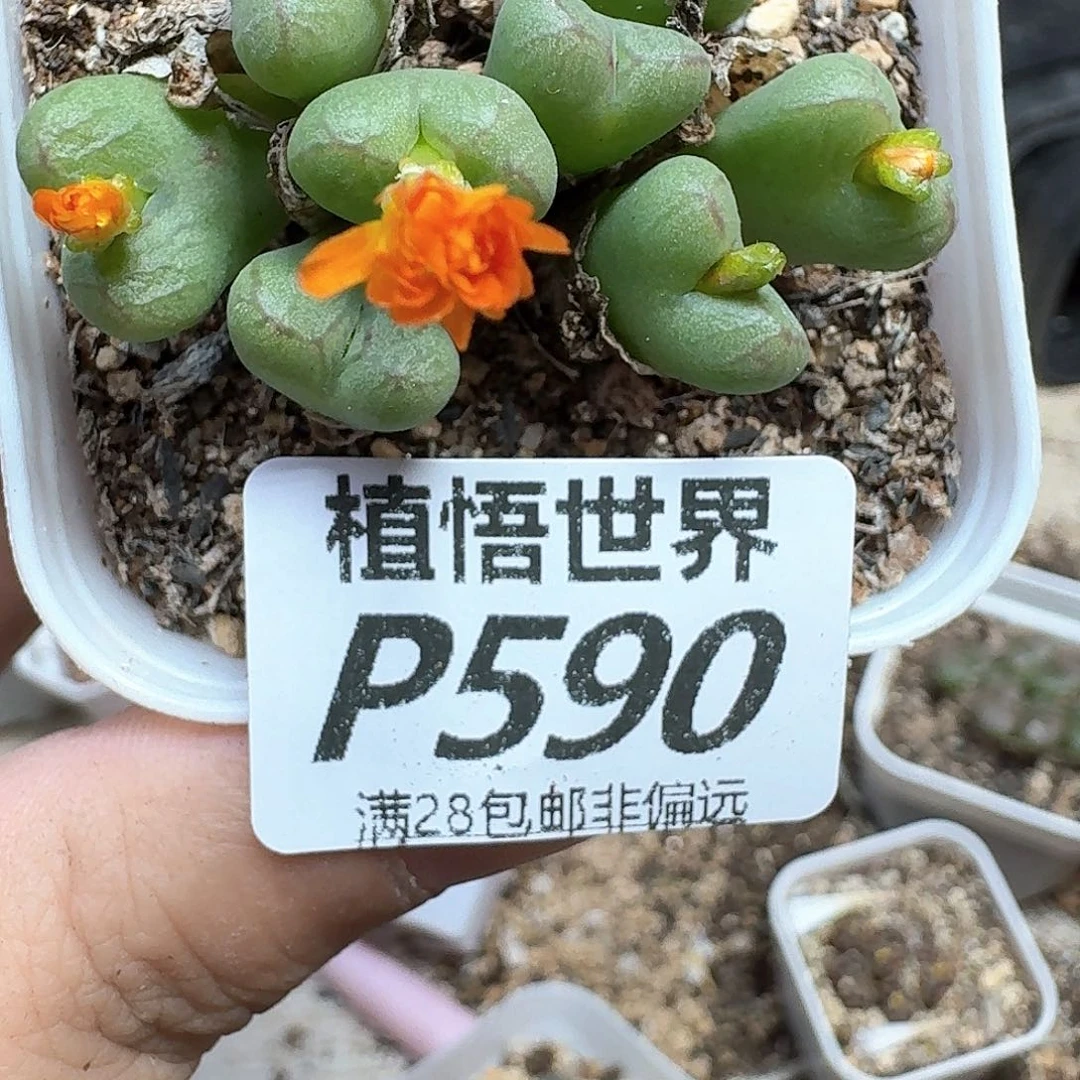 多肉植物的人生发发