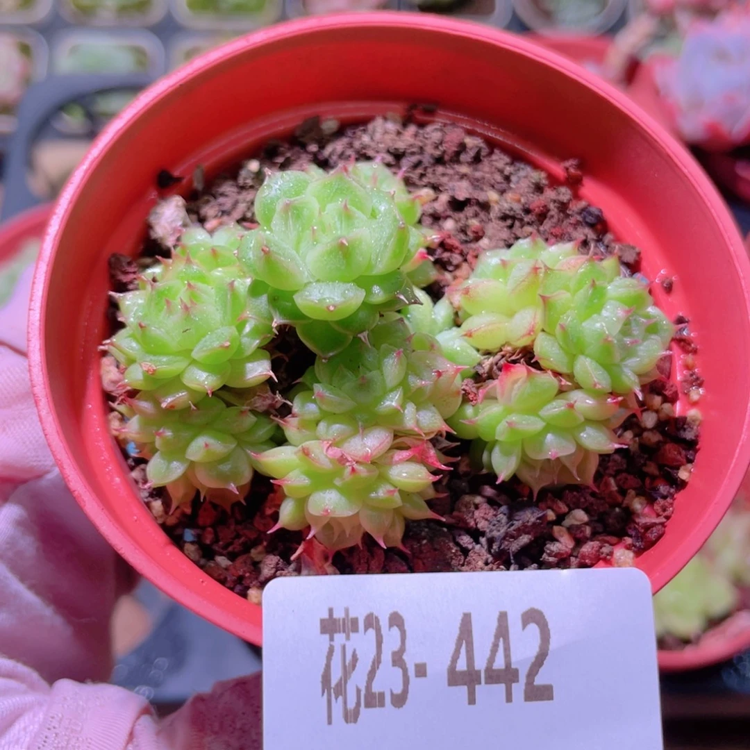 花利美23-442海王