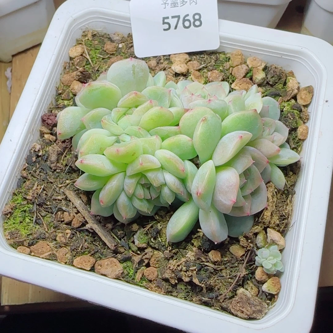 纸鸢缀化，5768多肉植物