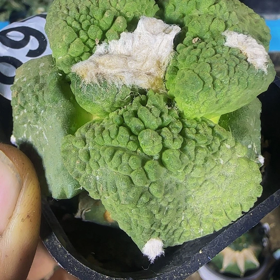 大尤牛舌怒697仙人球