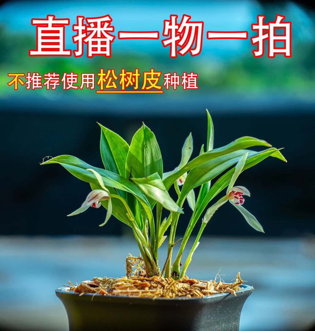 【直播一物一拍】人工种植基地直接发货