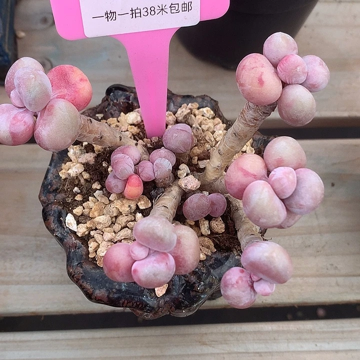 00606薄雾璐璐咯咯哦哦