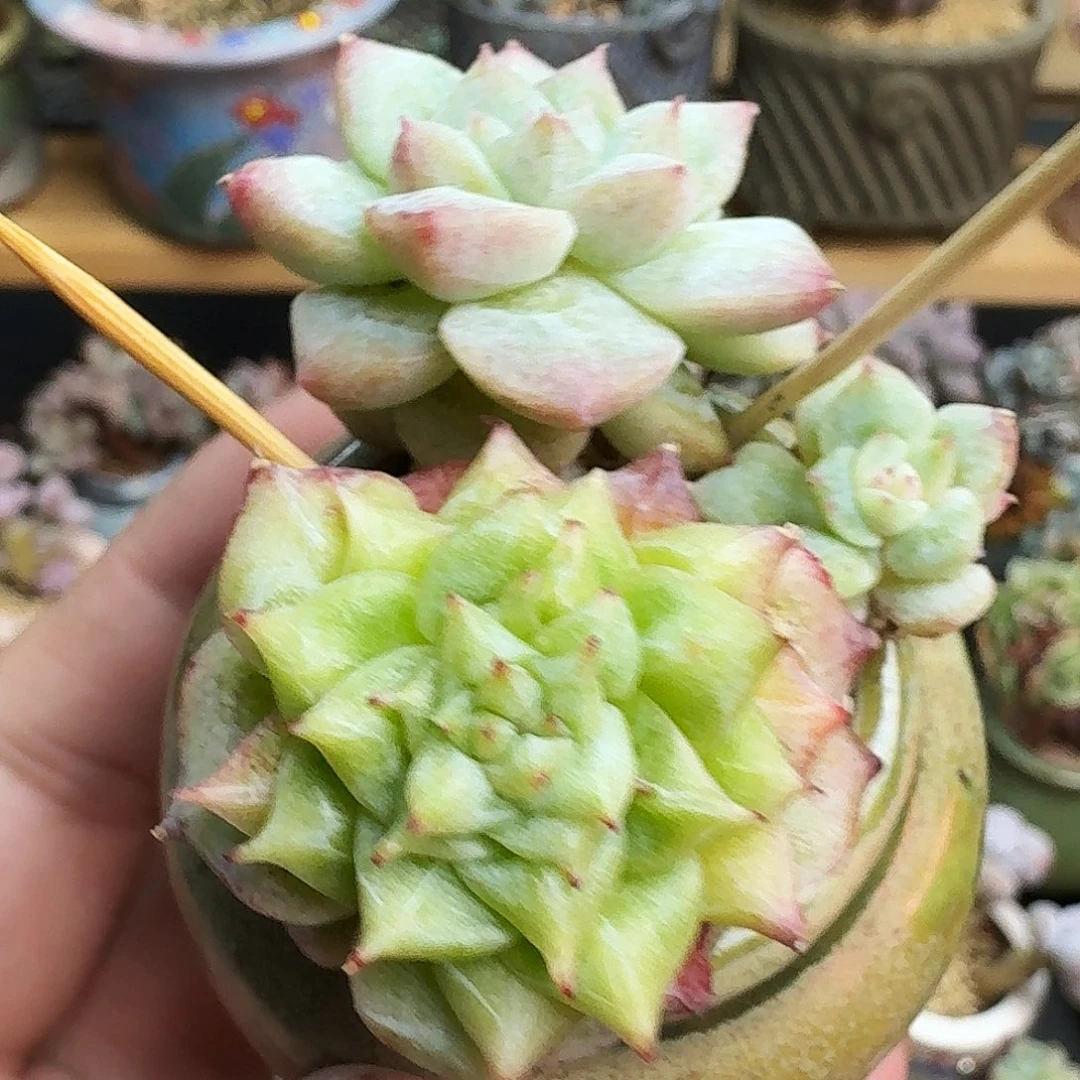 佳人石化阴阳脸锦