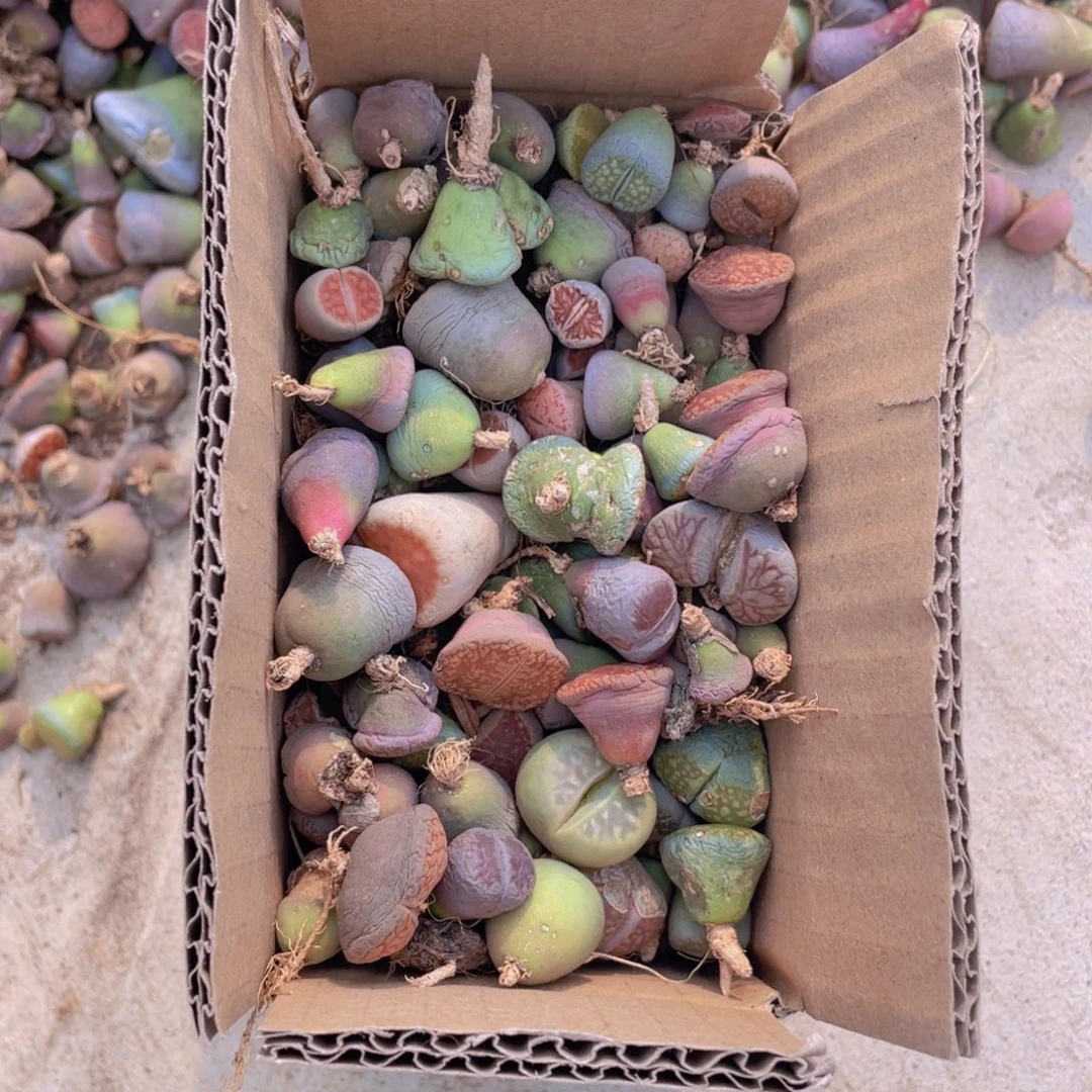 一箱脱土单头88888888888