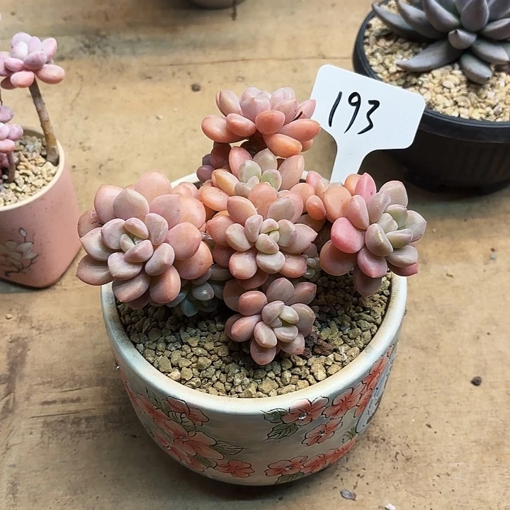 多肉植物，木糖醇193号