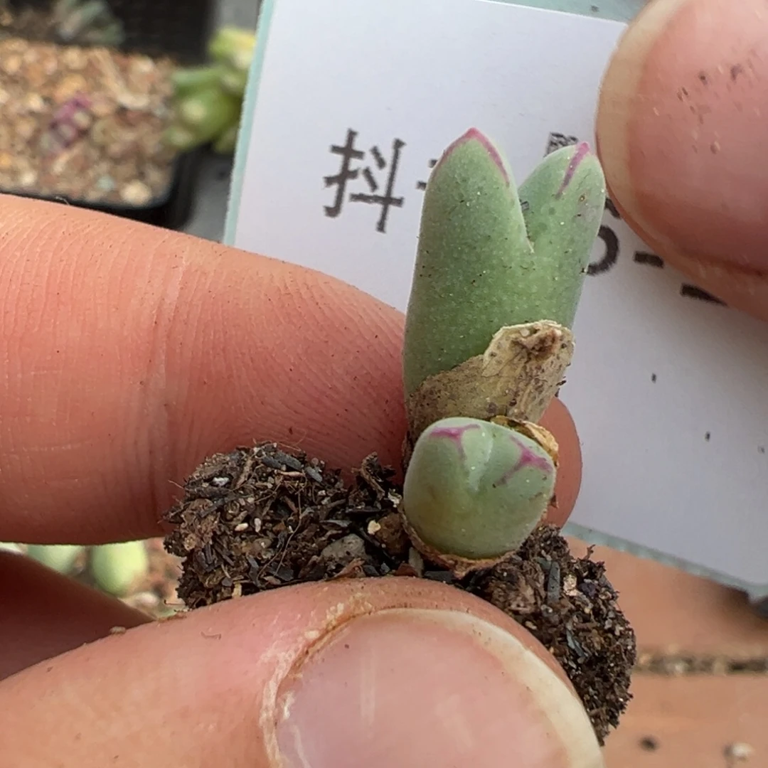 26-15 985猪蹄多肉植物