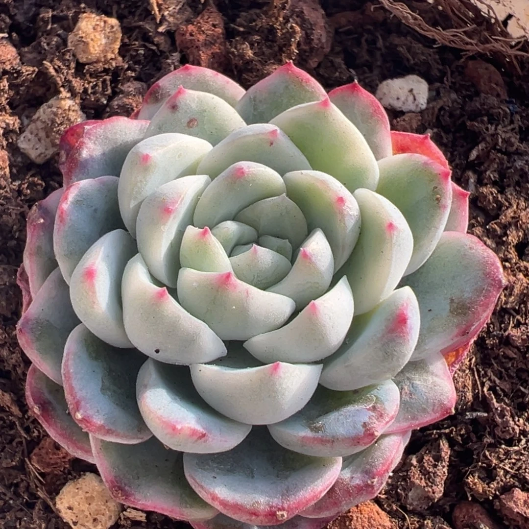 海豚公主锦，覆轮锦。