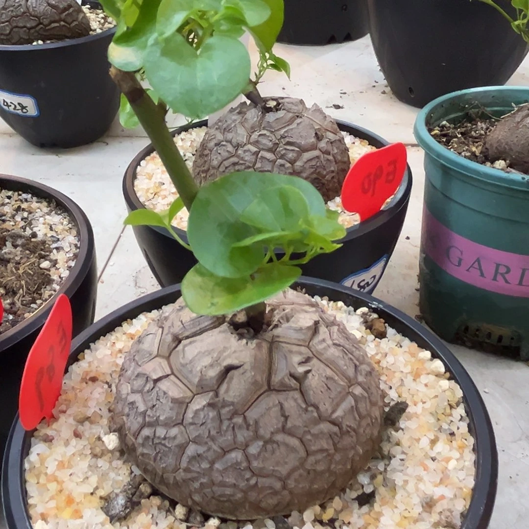 汤圆植物龟甲龙E89