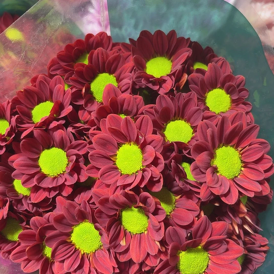 海南 花努力 佛赤小菊10支