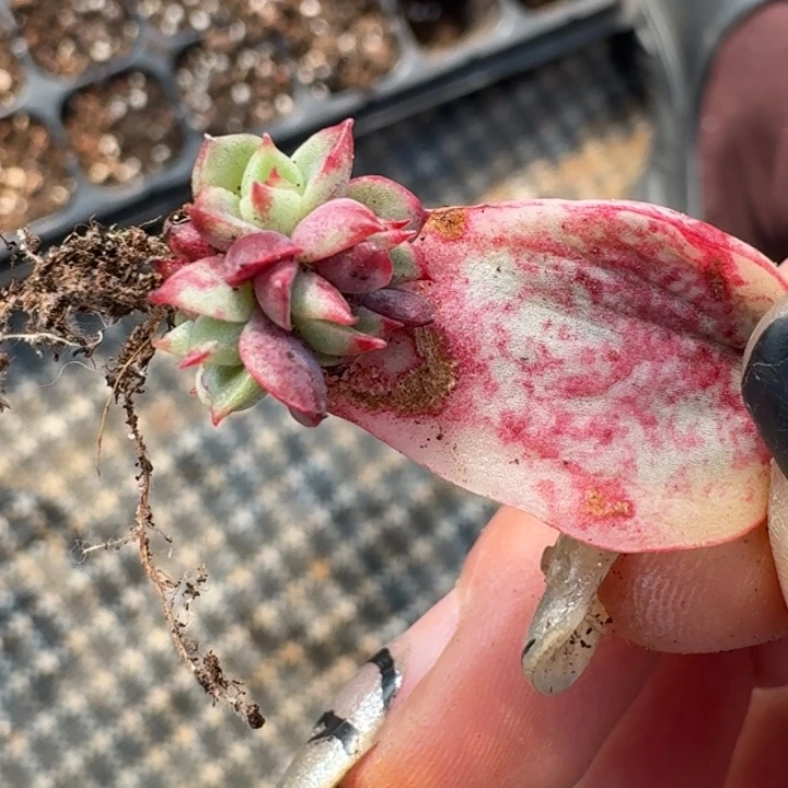 斗牛士锦一物一拍